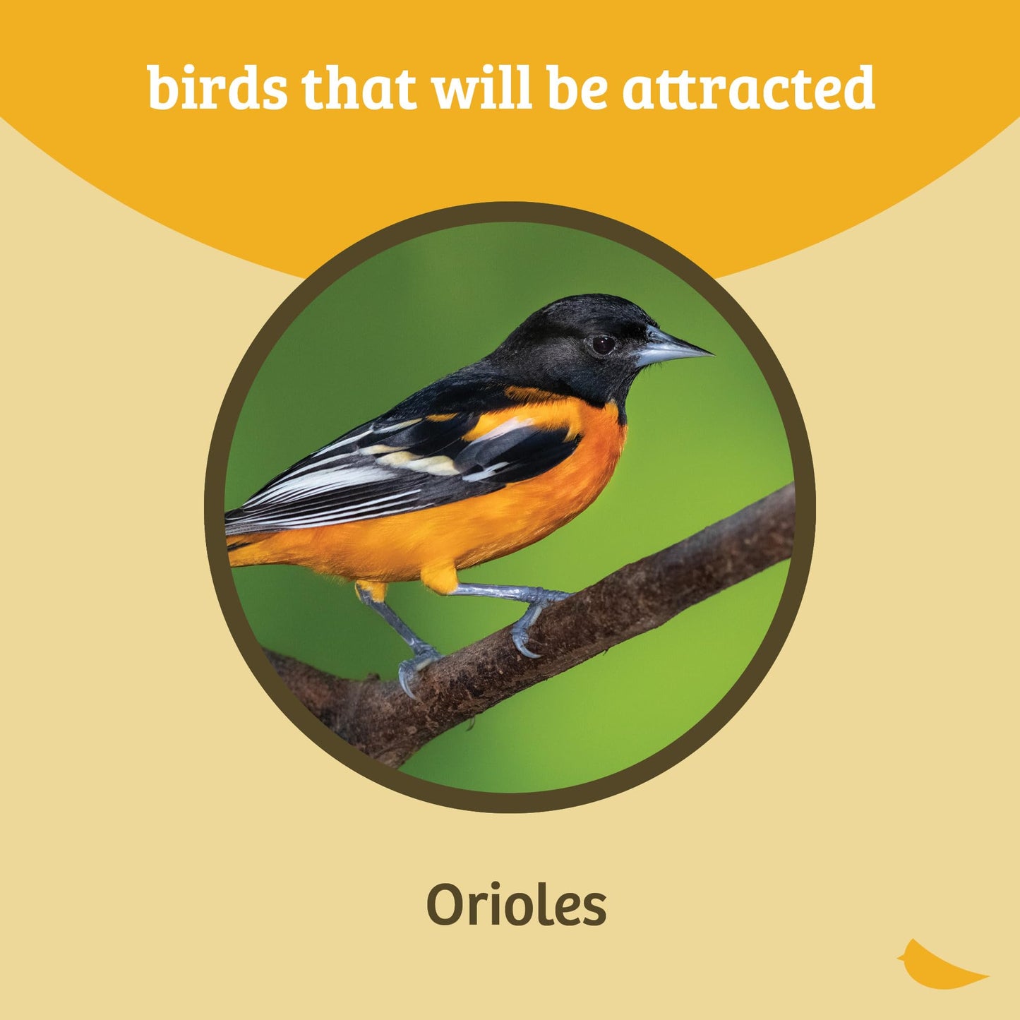Oriole Jelly Bird Feeder