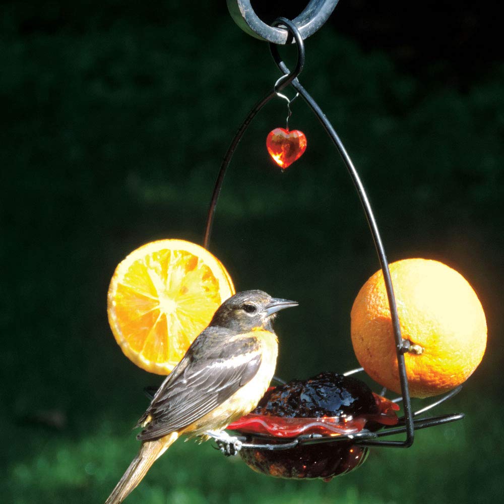 Oriole Jelly Bird Feeder
