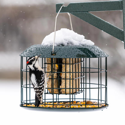 Squirrel Proof Suet Feeder