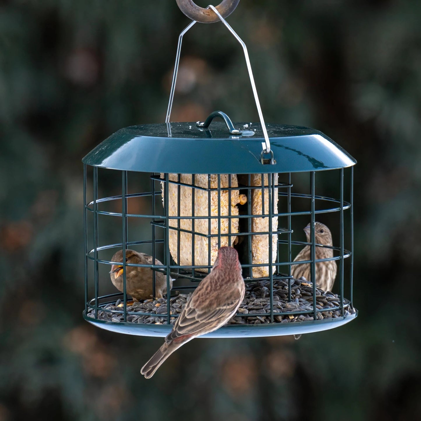 Squirrel Proof Suet Feeder