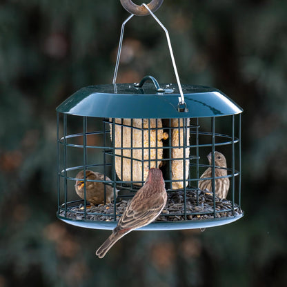 Squirrel Proof Suet Feeder