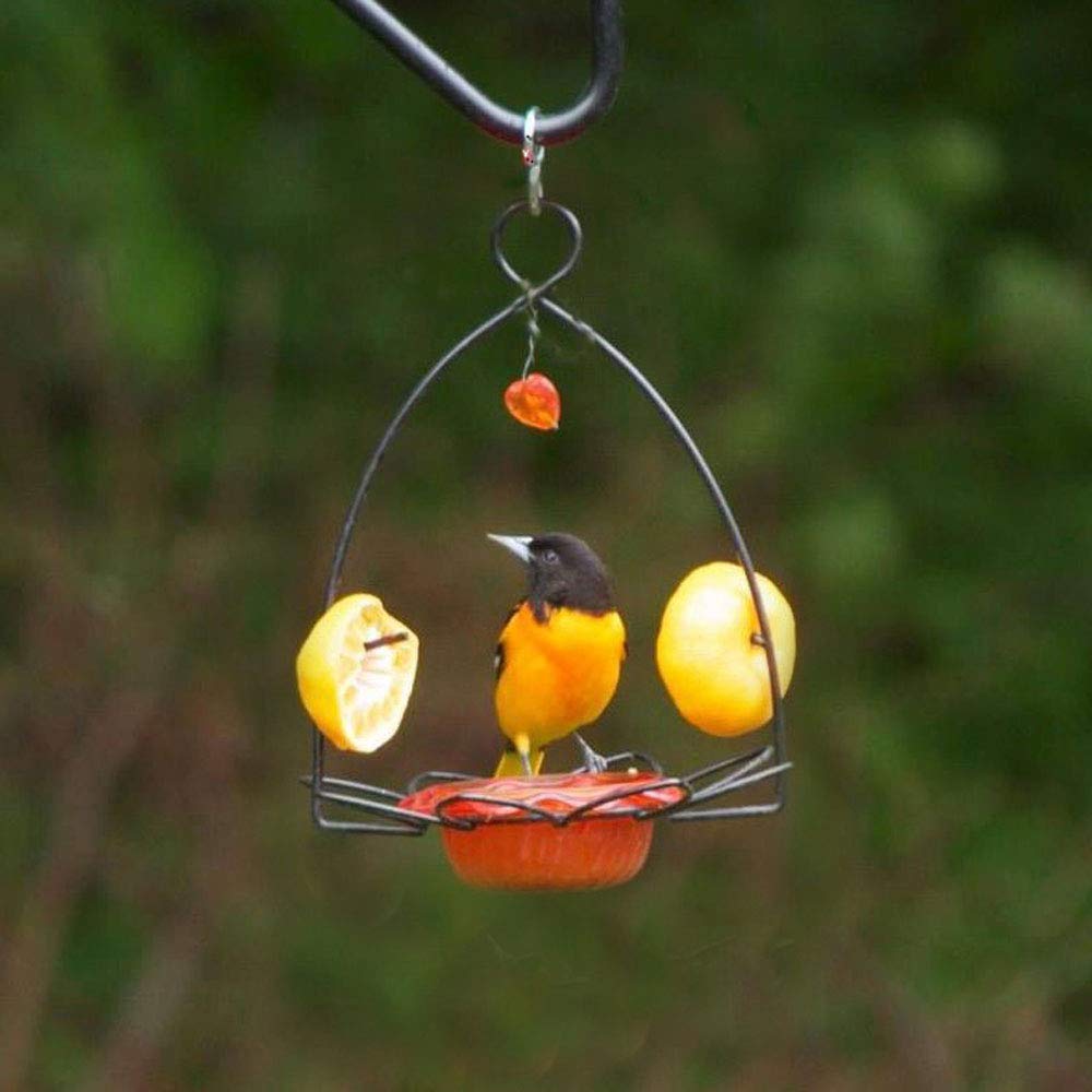 Oriole Jelly Bird Feeder