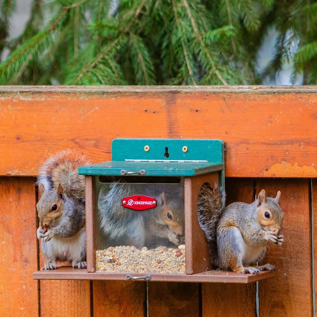 Outdoor Squirrel Feeding Station